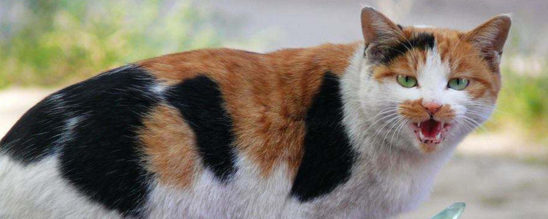 母猫绝育多久放归