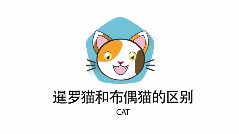 暹罗猫和布偶猫的区别