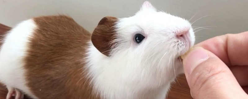 荷兰猪可以吃吗