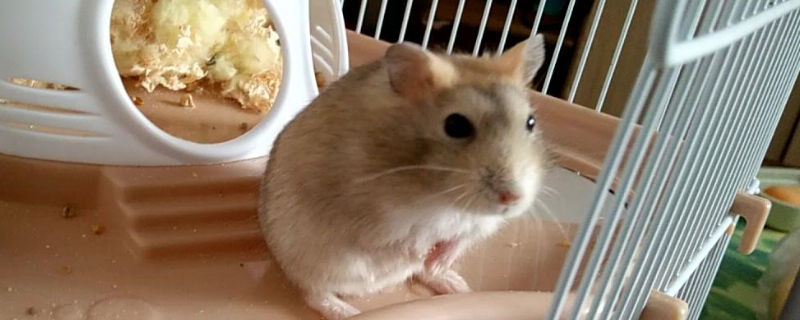 仓鼠生孩子前的征兆 —【宠物圈】