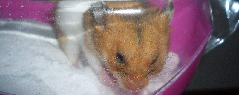 猫抓出血狂犬病几乎为0_出血抓猫病狂犬为什么不死_猫抓出血得狂犬的概率