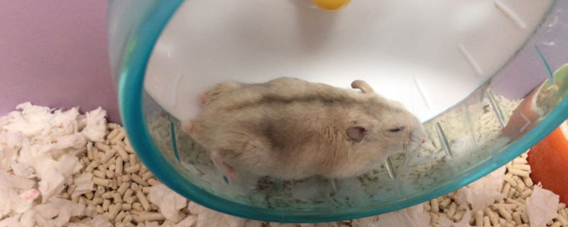 仓鼠中暑怎么办