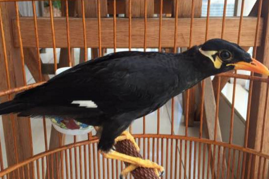 母鹩哥一般多大下蛋