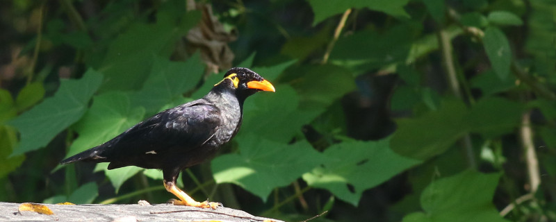 母鹩哥一般多大下蛋