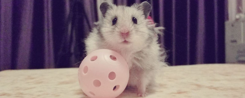 花枝鼠怎么训练转圈圈