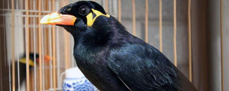 鹩哥主要吃蛋米,昆虫和水果等,也可喂食适量蔬菜补充营养.