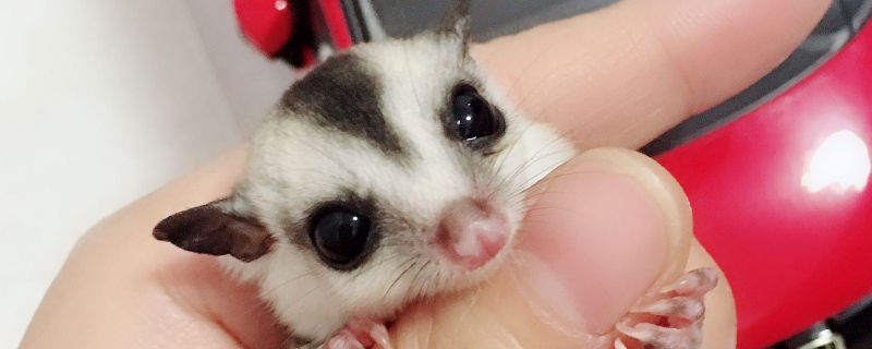 蜜袋鼯每年可交配2～3次,怀孕时间只有16天左右,每次能生1～4只仔.