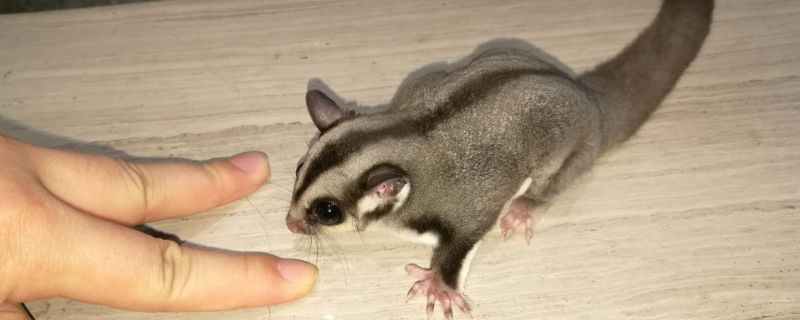 蜜袋鼯身上有鞭毛虫