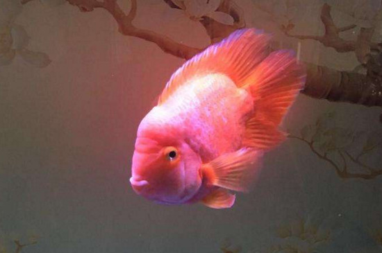 鹦鹉鱼变白怎么办