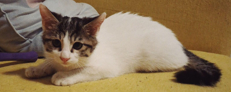 幼猫打喷嚏是怎么回事