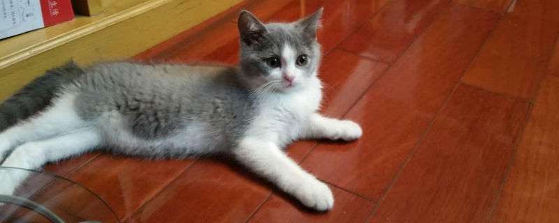 幼猫打喷嚏怎么办