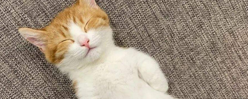 幼猫打喷嚏咳嗽怎么办