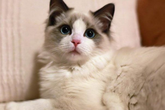 猫咪大全  喜马拉雅猫和布偶猫的毛发都很长,但是喜马拉雅猫会爆毛