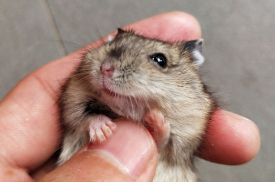 仓鼠会认主人吗