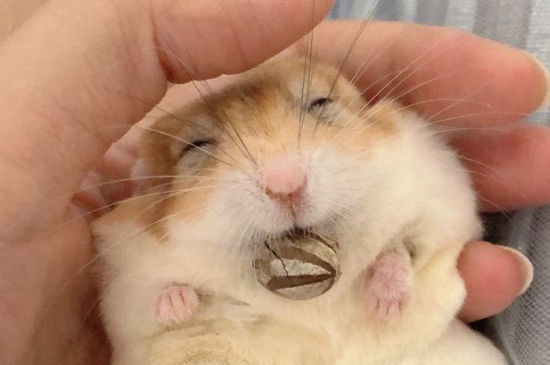 仓鼠会认主人吗