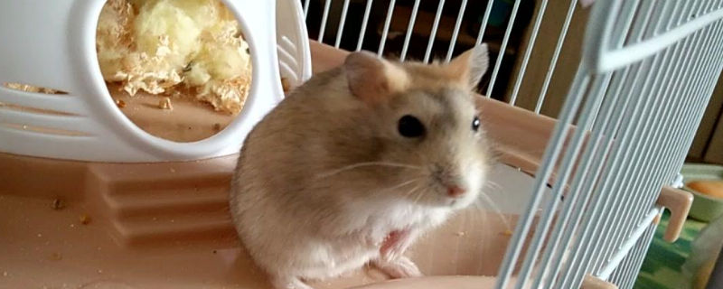 仓鼠会认主人吗
