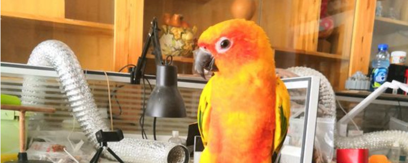 金太阳鹦鹉会说话吗