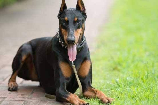 狗狗资讯  无尾的狗狗常见的有小鹿犬,罗纳威,杜宾犬,可卡犬,威尔士