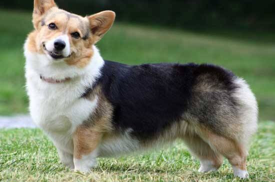 无尾巴的狗有几种