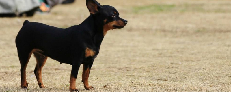 无尾巴的狗有几种