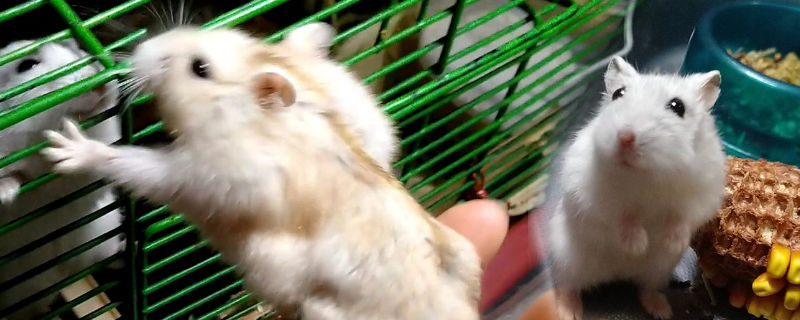 仓鼠长肿瘤能活多久