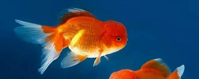 金鱼生长速度图片