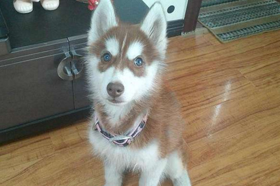 哈士奇  通常红棕色哈士奇确实少见,市面上也比较缺乏,价格也会比较贵