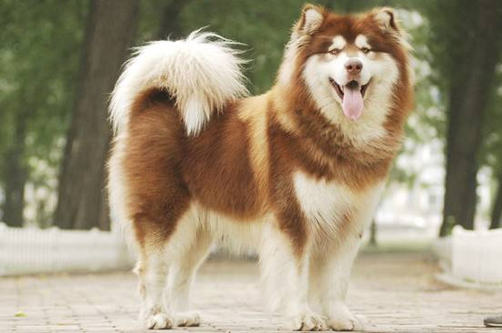 梦幻色哈士奇很稀有吗