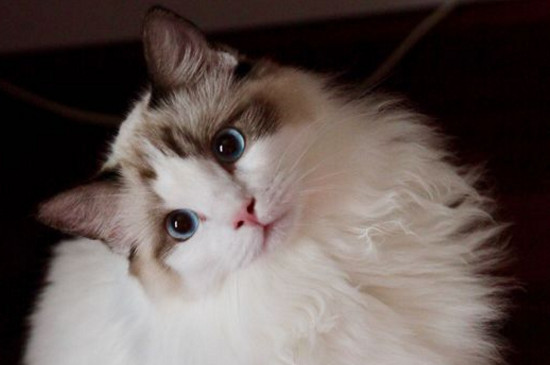 布偶猫三个月脸尖
