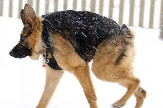 狗狗资讯  天生没有脖子的狗狗名叫卡西莫多,是德国牧羊犬,除却没有