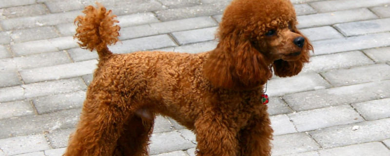 泰迪尾巴为什么要剪短