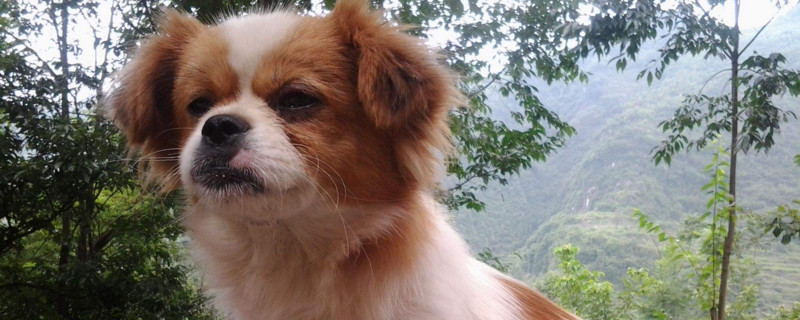 狗不听话可以打吗