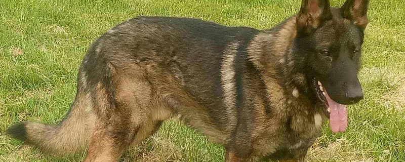 毛发颜色主要有黑色,(浅)狼灰色,太极色.