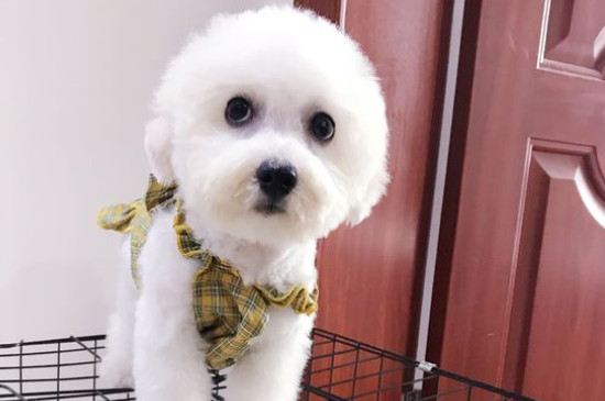 比熊犬训练方法