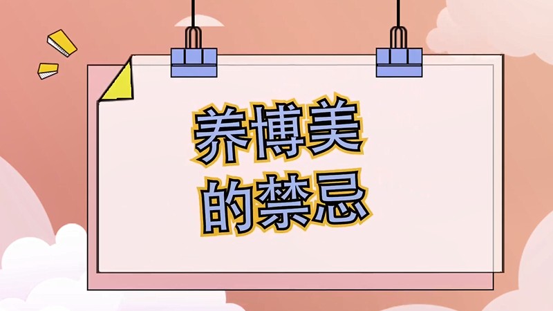 养博美的禁忌
