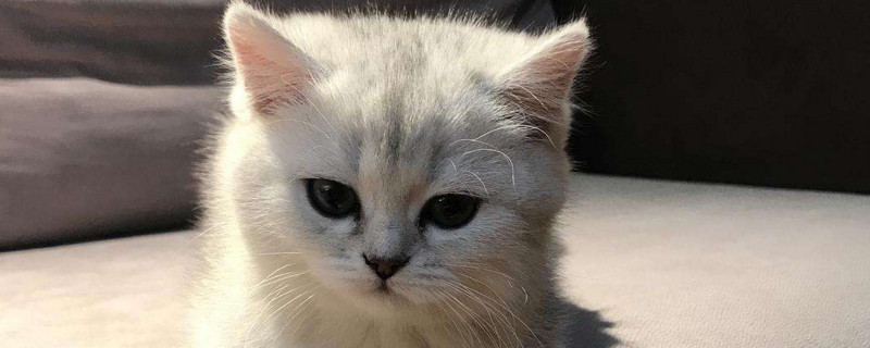 2个月的猫可以吃鸡胸肉吗