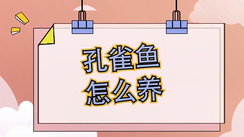 孔雀鱼怎么养