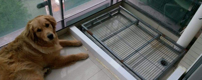 狗狗资讯  狗厕所立柱主要是方便领地意识强的狗狗,在正确的地方进行