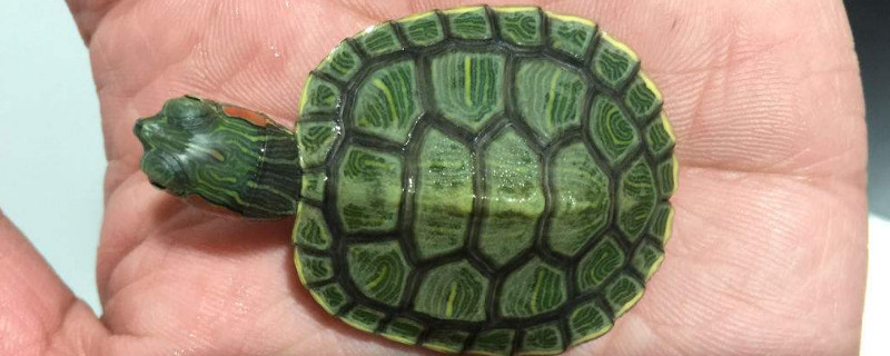 乌龟死了怎么处理