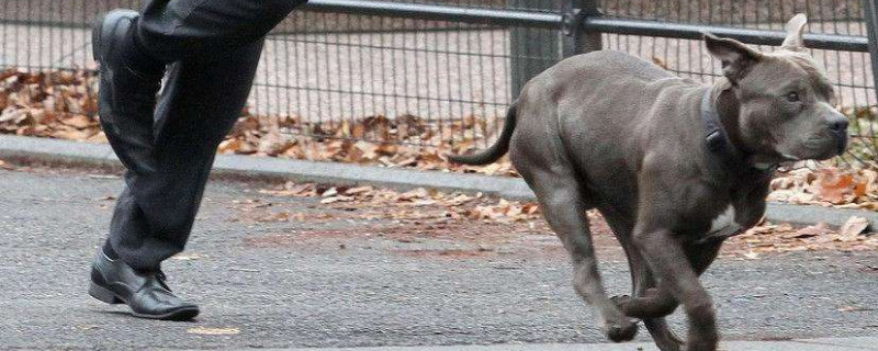 疾速特攻2中的狗狗品种是斯坦福梗,也有说是比特犬,其实这是一样的