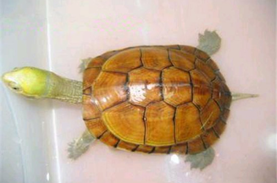 乌龟死了怎么处理