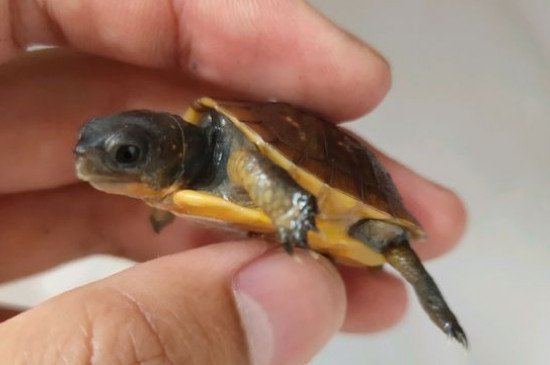 乌龟死了怎么处理