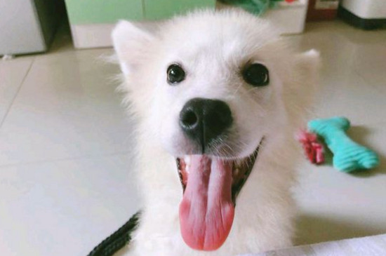 狗狗眼睑外翻能自愈吗