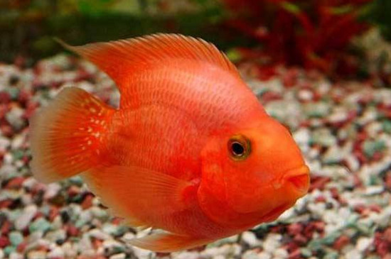 鹦鹉鱼凸眼是什么原因