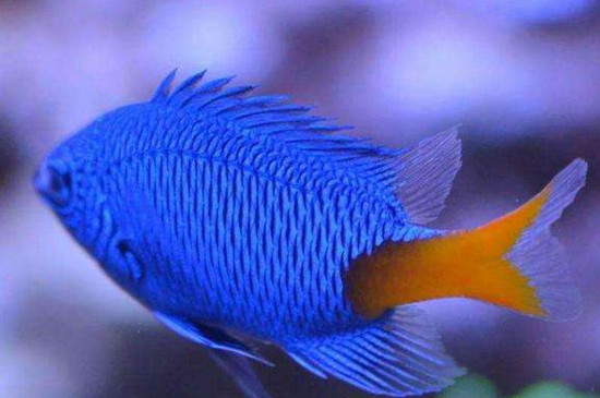 为什么不能养蓝魔鱼