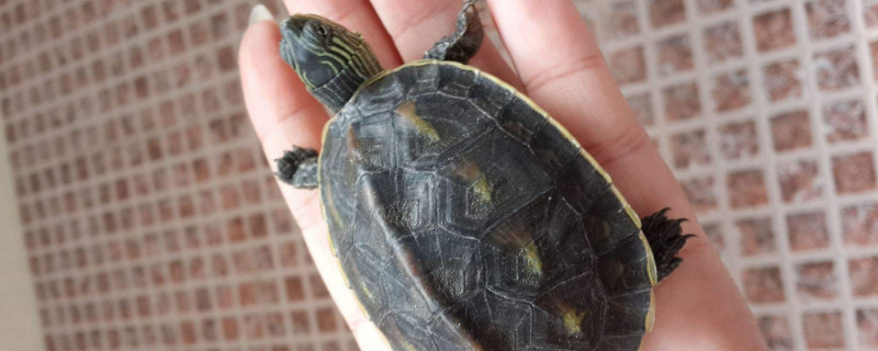 花龟吃什么蔬菜