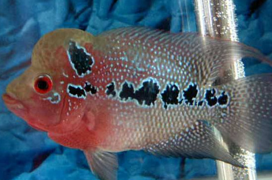 罗汉鱼养多久能起头