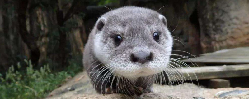 水獭能够当宠物