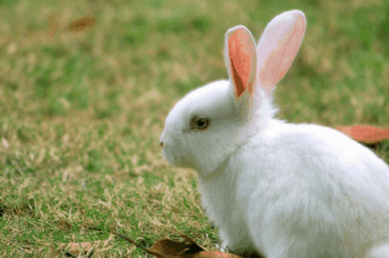 养兔子为什么不吉利