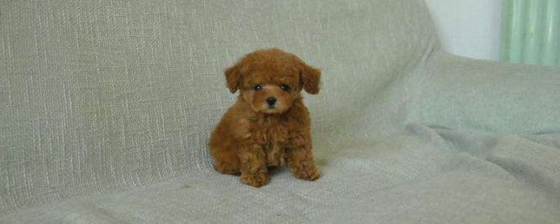 泰迪狗一生认几个主人